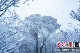 旺苍迎来初雪 上万株高山杜鹃呈现雾凇美景图片