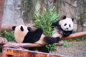 全网超80亿次播放量！大熊猫 “渝可渝爱”带来的“萌”力量图片