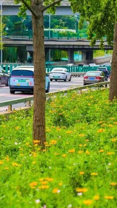 “桥”见繁花！朝阳“浪漫”盛放！