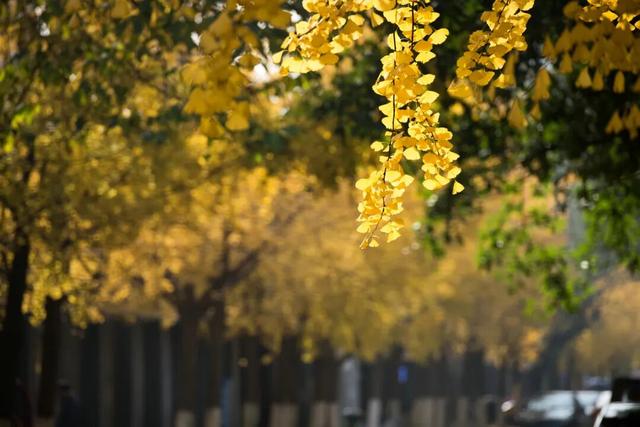 落叶缓扫，诗意长留！彭州的秋天被“绣”在了大地上