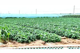 2.6亿，洪湖一村靠蔬菜起家……图片