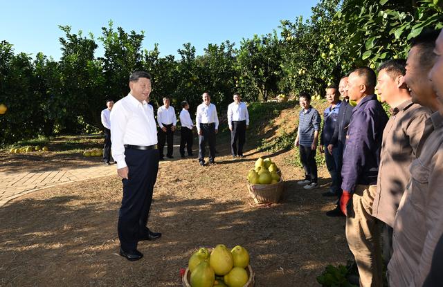 第一观察·瞬间｜黄澄澄的柚子，沉甸甸的牵挂