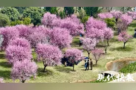 共植春色满城芳，无锡胡埭邀您共赏美好春光图片