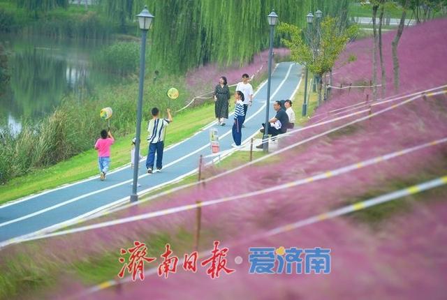 一年四季 泉在济南丨浪漫画卷秋色无边，龙鼎河“粉黛花海”引人入胜