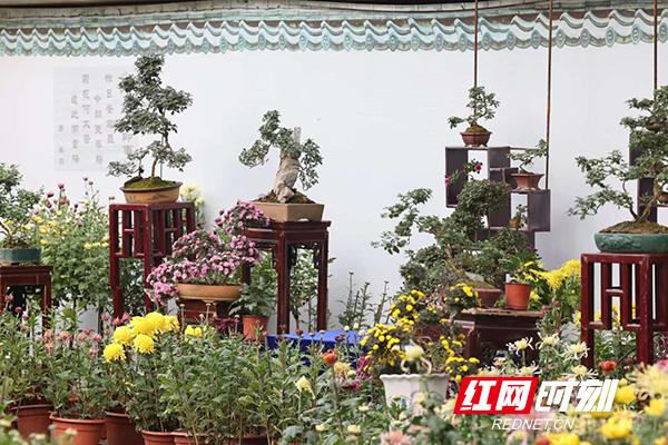 万紫千红撑起深秋颜值！岳麓山4万盆名菊等你打卡