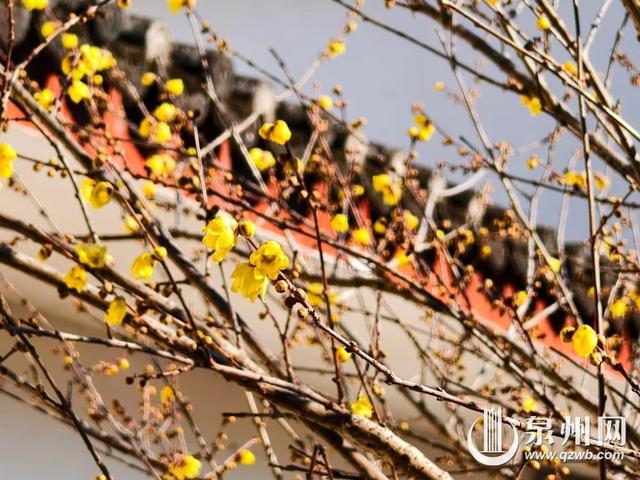 泉州的冬天依然有浪漫花海上线 “冬半如春暖，疏花满路开”