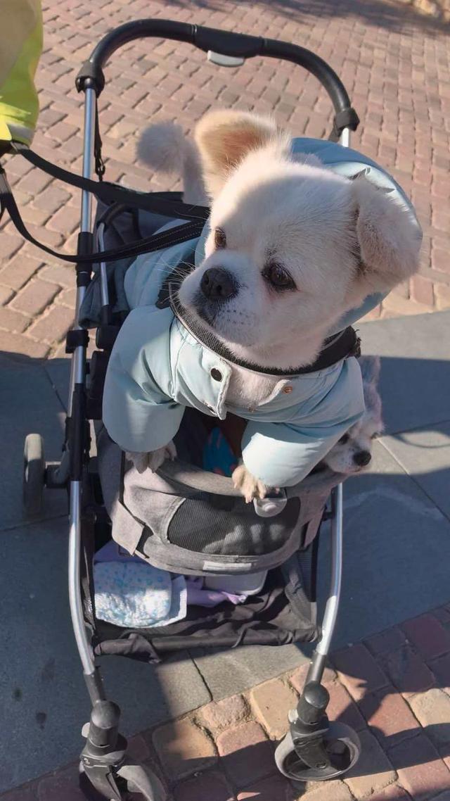 追求速度亦不忘慢生活 张家口将打造全国最大户外亲子娱雪乐园