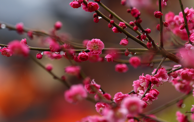 栖霞山，花都开好了！