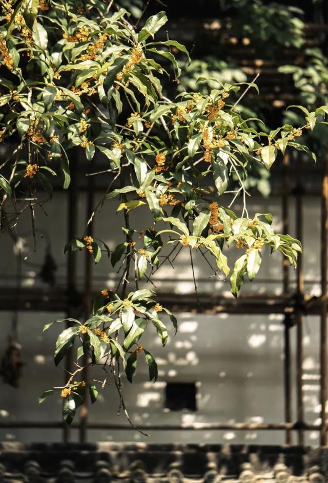 除了看菊花展，福州西湖公园还能怎么逛？