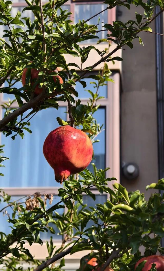 趁秋色浪漫，见一面吧