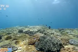 央媒看海南丨如何在三亚海底“种”珊瑚？一起沉浸式守护蔚蓝图片