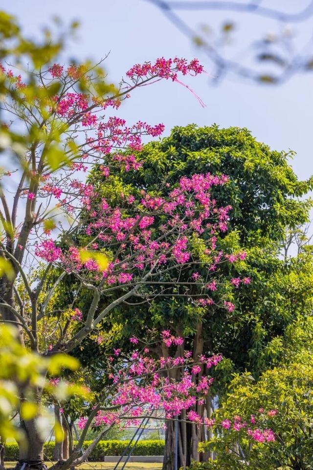 天气正好、花正开，去看粉色的东莞！