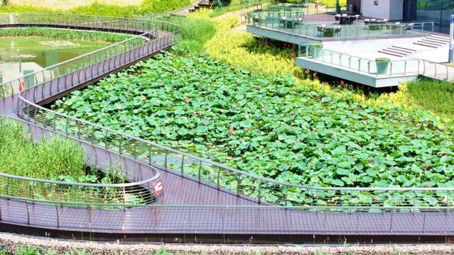来宿城，打卡我“荷”你的浪漫