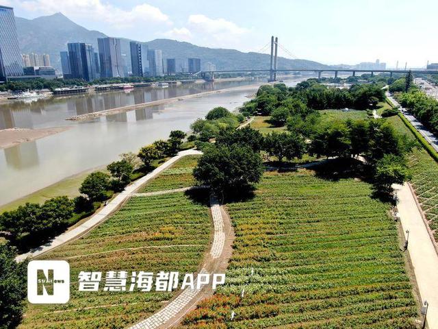 福州“多巴胺”花海上线！花期将延续至国庆中秋假期
