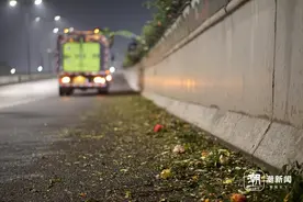 杭州高架月季谢幕，潮新闻亲历深夜月季修剪：明春会有新品种上线图片