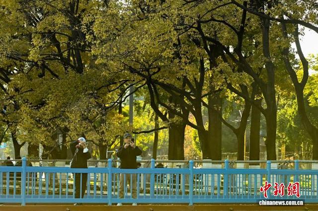 昆明大观河畔滇朴鎏金绘就冬日惬意图景