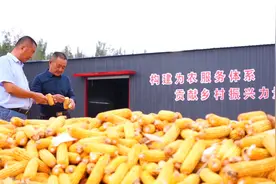 武城：种田“父子兵” 靠科技玩转1600亩土地图片