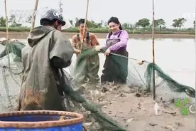 解锁罐头新品种！这种鱼做的罐头最近火了！图片