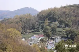 今日春分，西湖龙井茶开采，阳光来助兴，大回暖开启图片