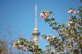 春花“顶流”来了，玉渊潭公园开启樱花观赏季图片