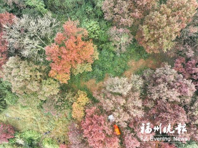 福建这几处宝地，藏着绝美“枫”景