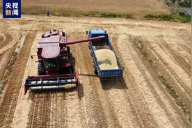 谁说盐碱地没有好收成？山东潍坊3万亩盐碱地小麦创高产纪录图片