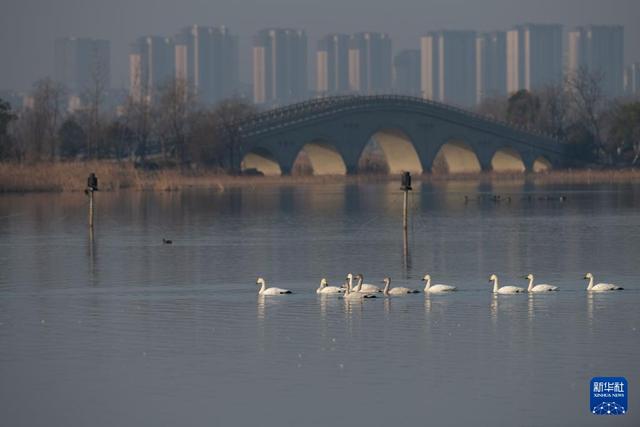 安徽滁州：城市公园成候鸟“越冬天堂”