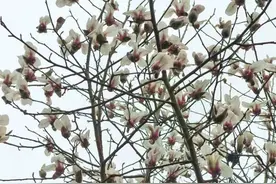 一树繁花报春来，玉兰花与梅花齐迎春景图片