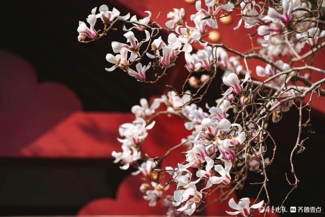 趵突泉玉兰“超前”绽放，泉城绝美春色已上线