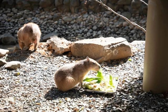 门票8元！杭州一动物园，正式开放！来了好多“新朋友”