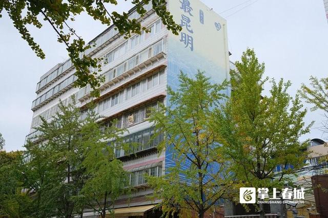 现场实拍！昆明文林街银杏“半黄”，金色浪漫还需耐心等待