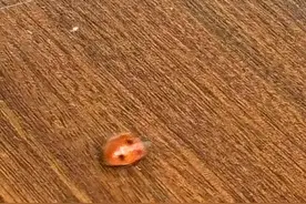 香港记事｜瓢虫有出息图片