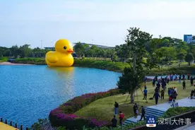 一起冲“鸭”！18米高的大黄鸭亮相深圳湾图片