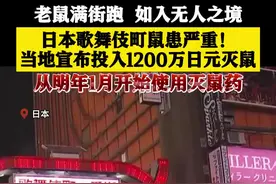 日本歌舞伎町鼠满为患 当地将投入千万日元灭鼠图片