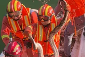 深圳一树上惊现蟒蛇！抓捕画面曝光，网友：蛇不冬眠吗？图片