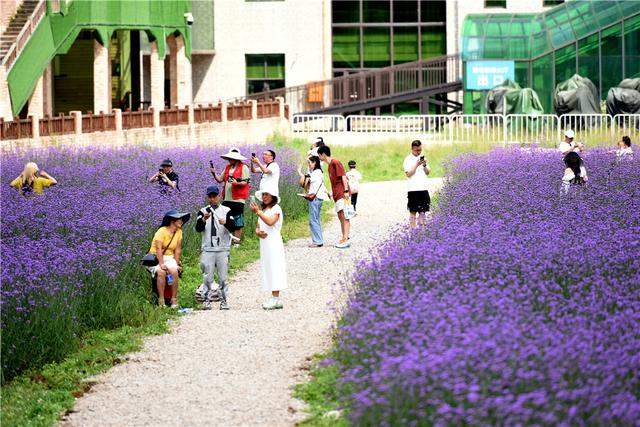 六盘水梅花山雪道变“紫色花海”避暑纳凉添新景