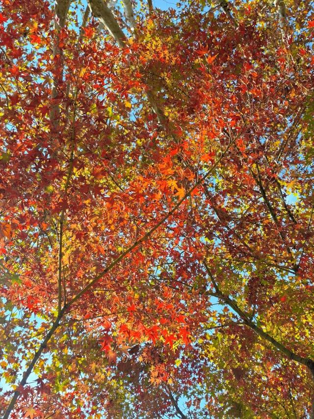 红了！上海枫叶已变色