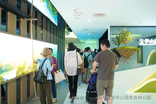 “我在宝华山组了个泡山菊”