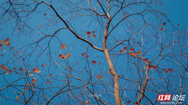 你也在追寻什么吗？也许答案就在下一片枫叶里