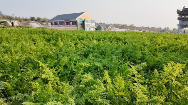 农耕文化焕生机！元氏县封龙山景区“状元学田”成为农耕文化新课堂