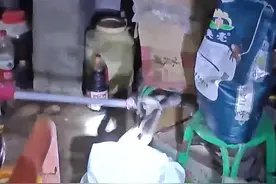 云南普洱：民警紧急出动 勇擒眼镜王蛇图片