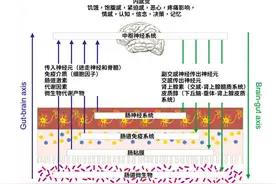 为什么压力一大就胃疼？这个“秘密通道”，90%的人不知道图片