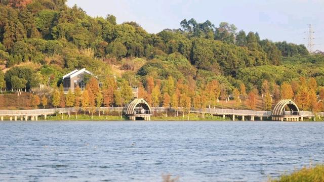 多图｜“醉”美企石！这里的落羽杉“红”了