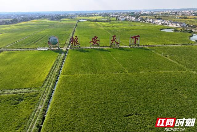 秋游时刻丨粮安天下，韵满双江——宁乡这个镇的乡村诗意太动人