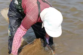 日照赶海攻略①蛏子、花蛤、白蛤篇图片