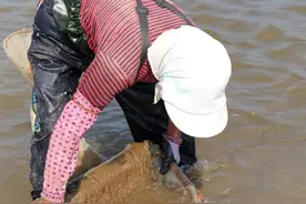 日照赶海攻略①蛏子、花蛤、白蛤篇图片
