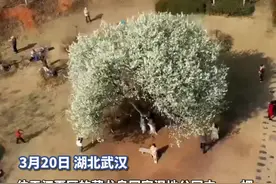 武汉藏龙岛湿地公园“心”形梨花树惊艳盛放图片