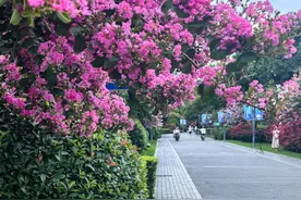 专属9月的杭城浪漫|紫薇盛放，彼岸花开，为亚运添彩图片