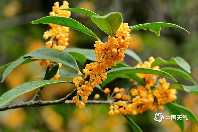 赏桂花品桂花糕 浙江金华十里桂花长廊醉秋光