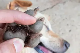 初夏踏青小心蜱虫叮咬，出现发热乏力应及时就医图片